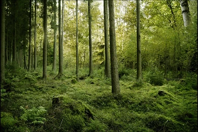 Forest Woods Backgrounds Wallpapers HD