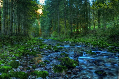 Spring Brook In The Woods Wallpapers And Images   Wallpapers ...