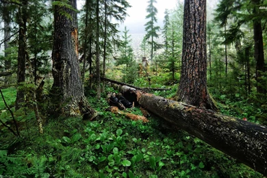 Fallen Tree In The Woods Wallpapers   Nature Wallpapers