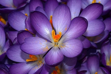 HD Wallpapers 1080p Purple Cosmos Flower 9.jpg