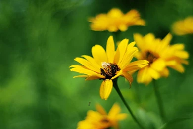 Yellow summer flowers HD wallpaper 1080p.jpg