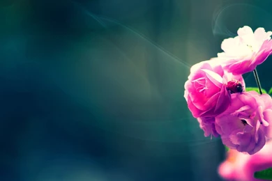 Pink fresh flower hd 1080p wallpapers download.jpg