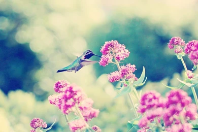 Download Wallpapers 1920x1080 Hummingbirds, Birds, Flowers ...