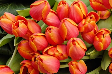 Hd Wallpapers Flowers 1080p