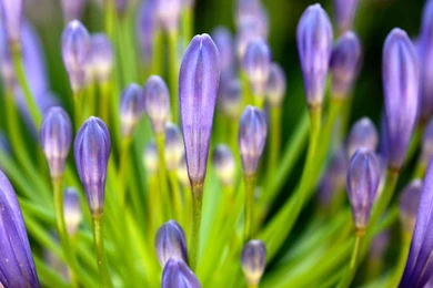 Purple 1080p Flower Wallpapers