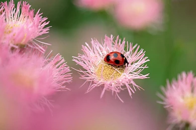 Lady Bug And Flower   1080p HD Wallpapers