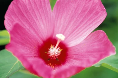 HD Wallpapers 1080p Hibiscus Flower.jpg