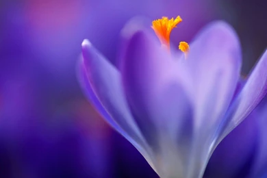 Autumn Purple Flower Wallpapers HD 1080p For Desktop