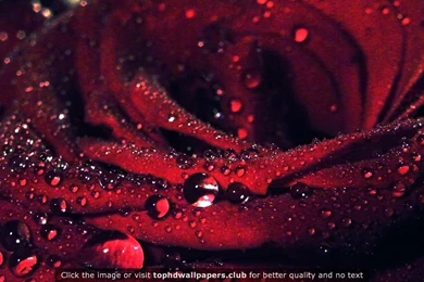 Best Flowers 4K Or HD Wallpapers For Your PC, Mac Or Mobile Device