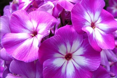 Nature HD Wallpapers