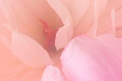 Blooming Pink Flower iPhone 6 Wallpaper.jpg