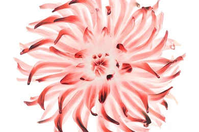 Floral IOS 8 For iPhone Wallpapers