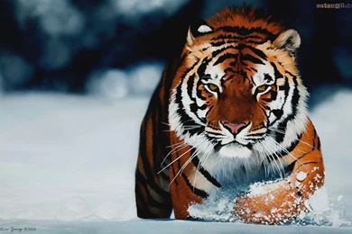 Siberian Tiger Wallpapers   Wallmanage.com