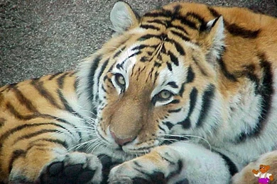 Tiger Desktop Wallpapers   BillyBear4Kids.com