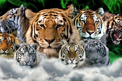 Tiger wallpaper desktop.jpg