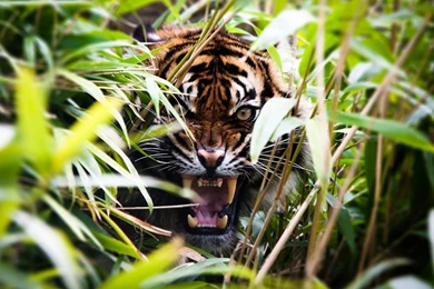 Roar Tiger Desktop Wallpapers.jpg