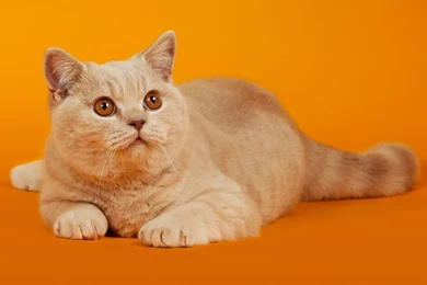 Orange Cat Wallpapers