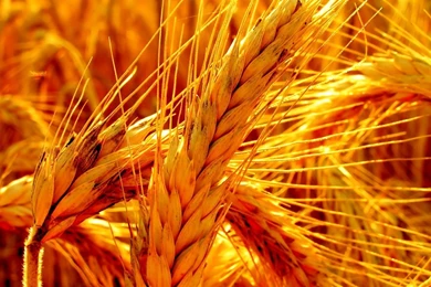 Other: Amber Waves Grain Orange Field Wheat Yellow Best Desktop ...