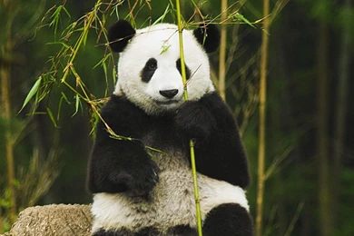 Top Panda Backgrounds For Computer Images For Pinterest