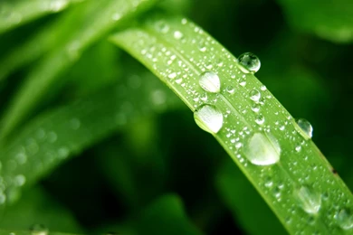 FREE ANIMATION: LEAF AND WATER HD WALLPAPER