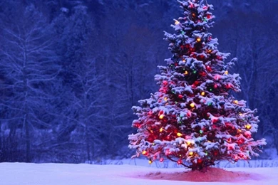 Lone Christmas Tree Wallpapers   HD Wallpapers