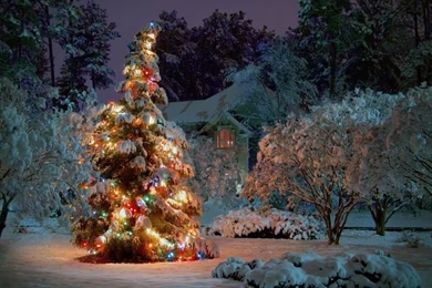 1024x768 Outdoor Christmas Tree Desktop PC And Mac Wallpapers