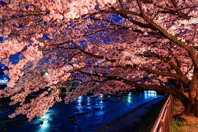 Japanese Cherry Blossom Desktop Wallpapers
