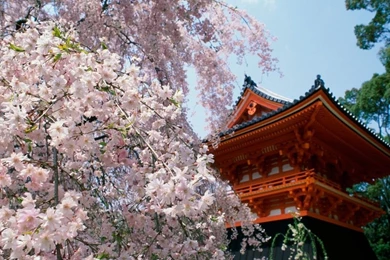 Sakura Tag Wallpapers: Tokyo Night Sakura Japanese Scenery Cherry ...