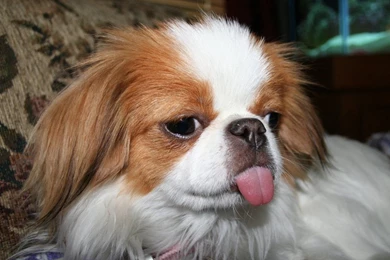 Japanese_chin_desktop_wallpaper 1280x1024.jpg