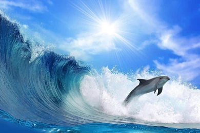 Beautiful Wallpapers Of A Dolphin And A Big Wave Hd Animals ...