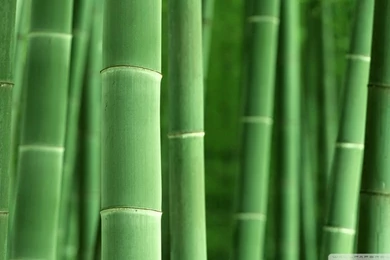 Green Bamboo HD Desktop Wallpapers : High Definition : Fullscreen ...