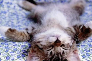 Cat Desktop Backgrounds   HD Wallpapers And Pictures