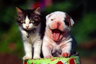 Dogs And Cats Desktop Wallpapers