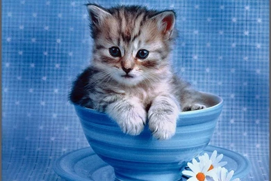 Cute Cats Desktop Wallpapers Free Obtain   HD Images New