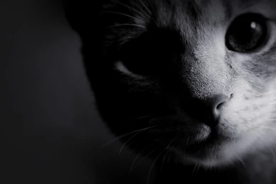 Download Black And White Cats Wallpapers