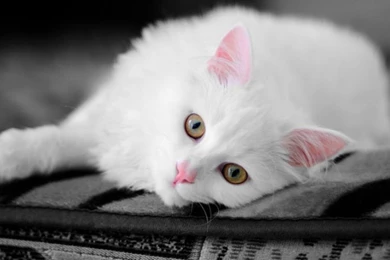 Cute White Cat Wallpapers 1366x768 Nl   PowerballForLife