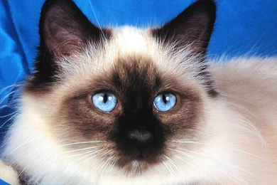 Birman Cats Desktop Wallpapers