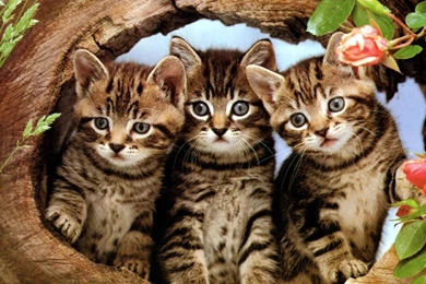 Desktop Pictures Of Cute Kittens And Cats Wallpapers   PowerballForLife