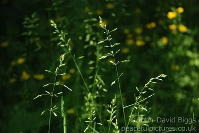 Peaceful Pictures, Free Downloadable Desktop Backgrounds To Use As ...