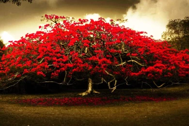 Red Tree HD Wallpaper, Red Tree Pictures, New Wallpapers