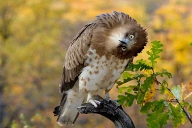 Crazy Eagle Wallpapers Widescreen And Backgrounds For Desktop ...