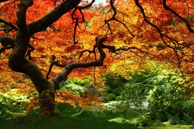 Autumn Leaves Wallpapers