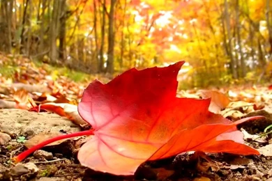 Autumn Leaves Wallpapers Hd
