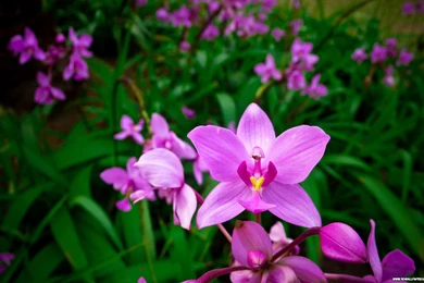 Orchids Wallpapers   Wallpaper.