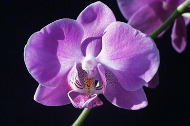 Purple Orchid Bloom Wallpapers HD Wallpapers
