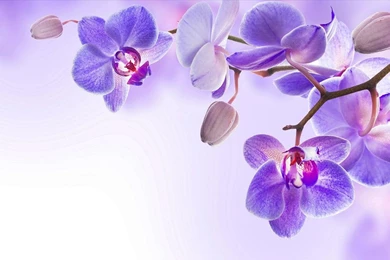 Orchid Live Wallpapers   Android Apps And Tests   AndroidPIT