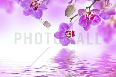 Tropical Purple Orchid   Wall Mural & Photo Wallpapers   Photowall