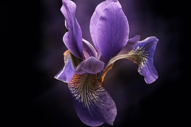 Beautiful Orchid Flower Images And Wallpapers Download