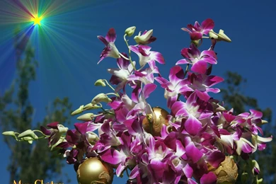 Purple orchid christmas dsc09812 wp.jpg