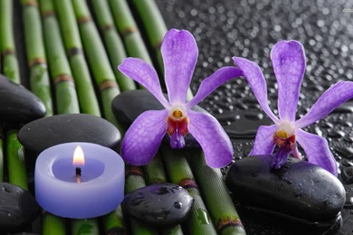 Purple Orchids On Bamboo Sticks Wallpapers   Flower Wallpapers